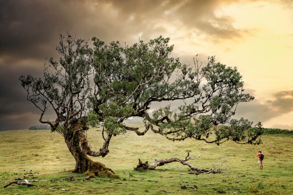 Lone Tree Dramatic Sky by Roland Weber — canvas wall art