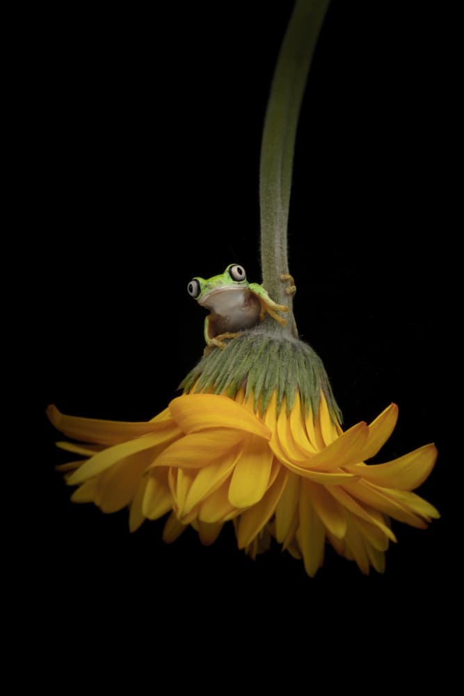 Curious Frog on Flower by Linda D Lester — canvas wall art