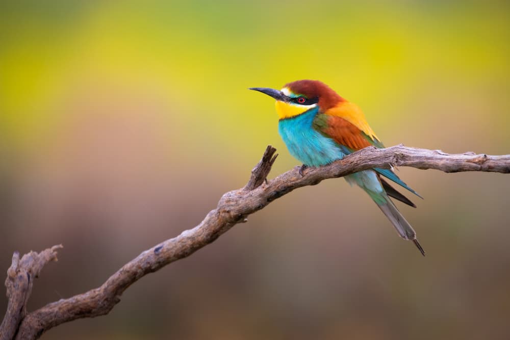 Vibrant Bee-eater on Branch by TONY GORAN — canvas wall art