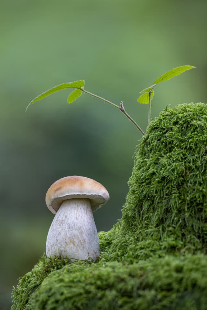 Mushroom and Green Moss by Kutub Uddin — canvas wall art