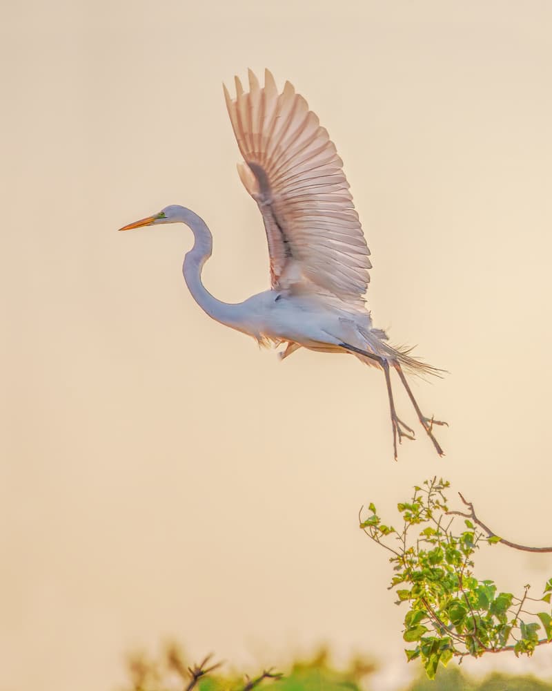 Graceful Egret Flight by Hanping Xiao — canvas wall art