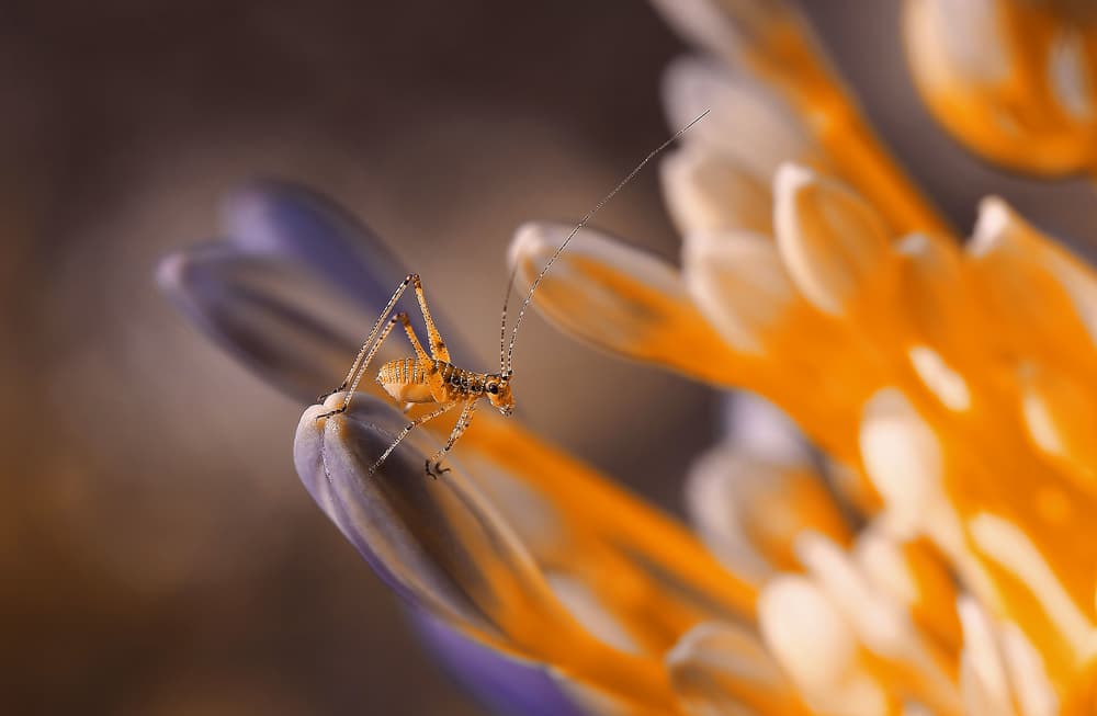 Tiny Cricket on Flower by Thierry Dufour — canvas wall art
