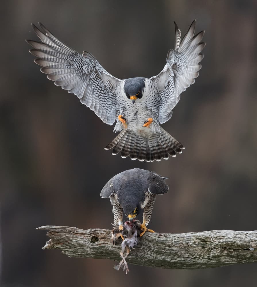 Wild Falcons Feeding by Eugene Zhu — canvas wall art