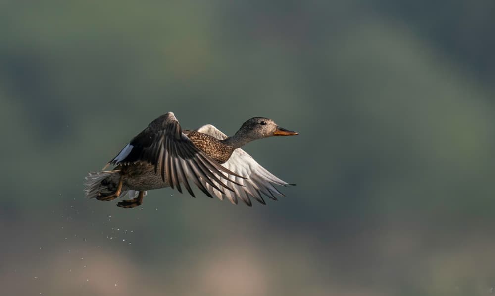 Dynamic Duck Flight by Rajat Dhesi — canvas wall art