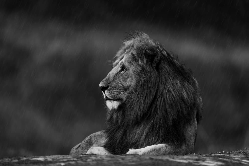 Regal Lion In Rain by Ahmed Sobhi — canvas wall art
