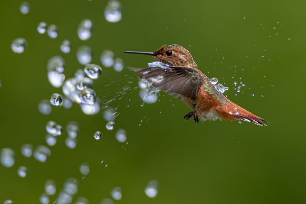 Hummingbird Water Splash by Johnson Huang — canvas wall art