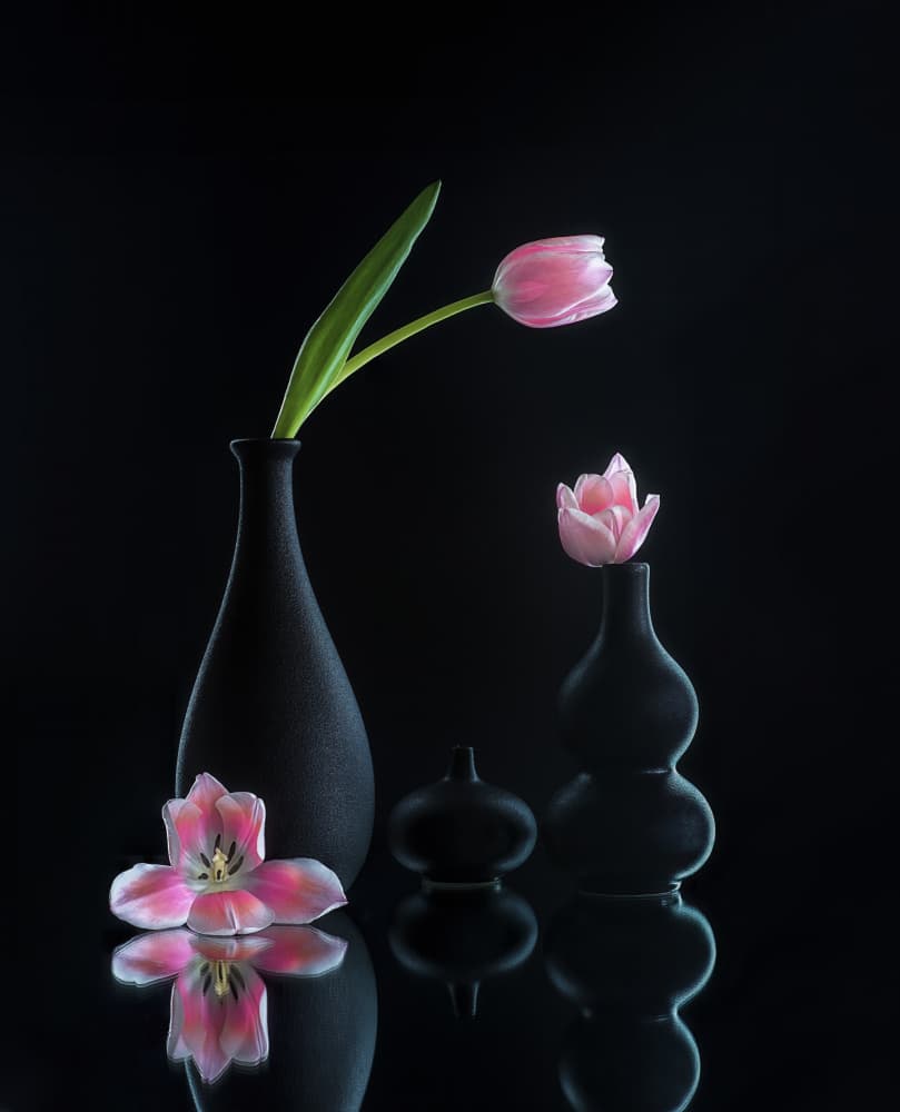 Elegant Tulip Reflections by Alice Sheng — canvas wall art