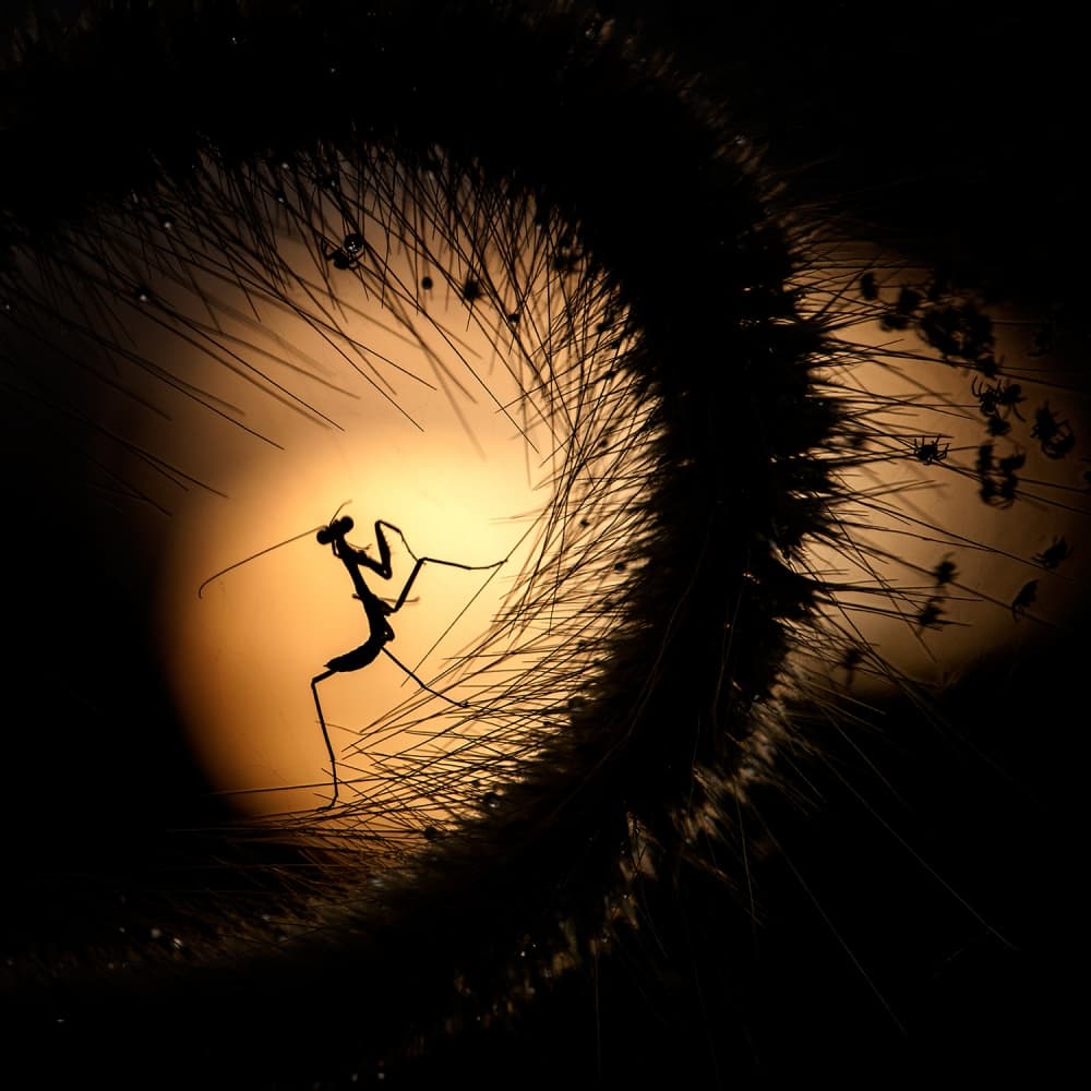 Mantis In Golden Light by Fauzan Maududdin — canvas wall art