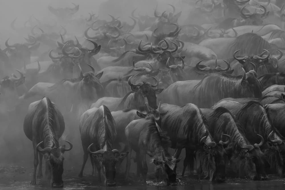 Dusty Wildebeest Migration by Henry Zhao — canvas wall art