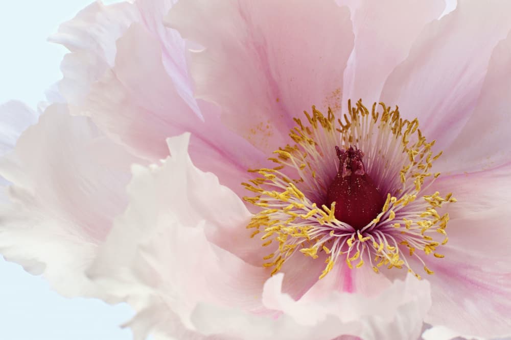 Blushing Peony Blossom by Alyson Fennell — canvas wall art