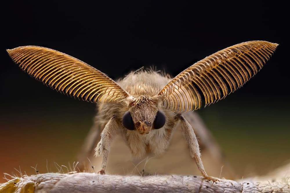 Golden Antennae Moth by Carles Just — canvas wall art