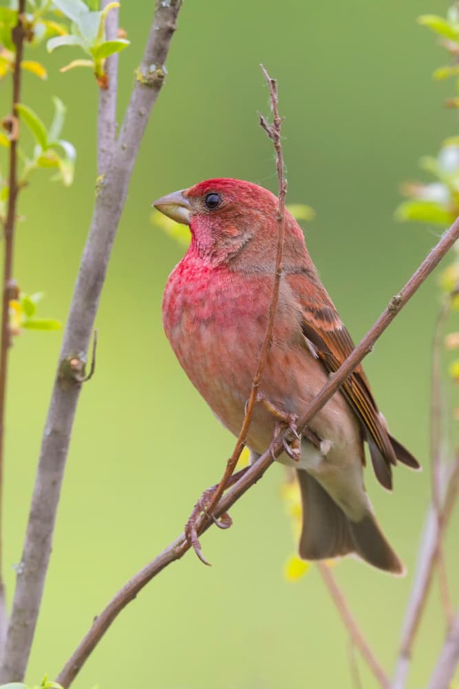 Red Finch On Branch by Dmitry Doronin — canvas wall art