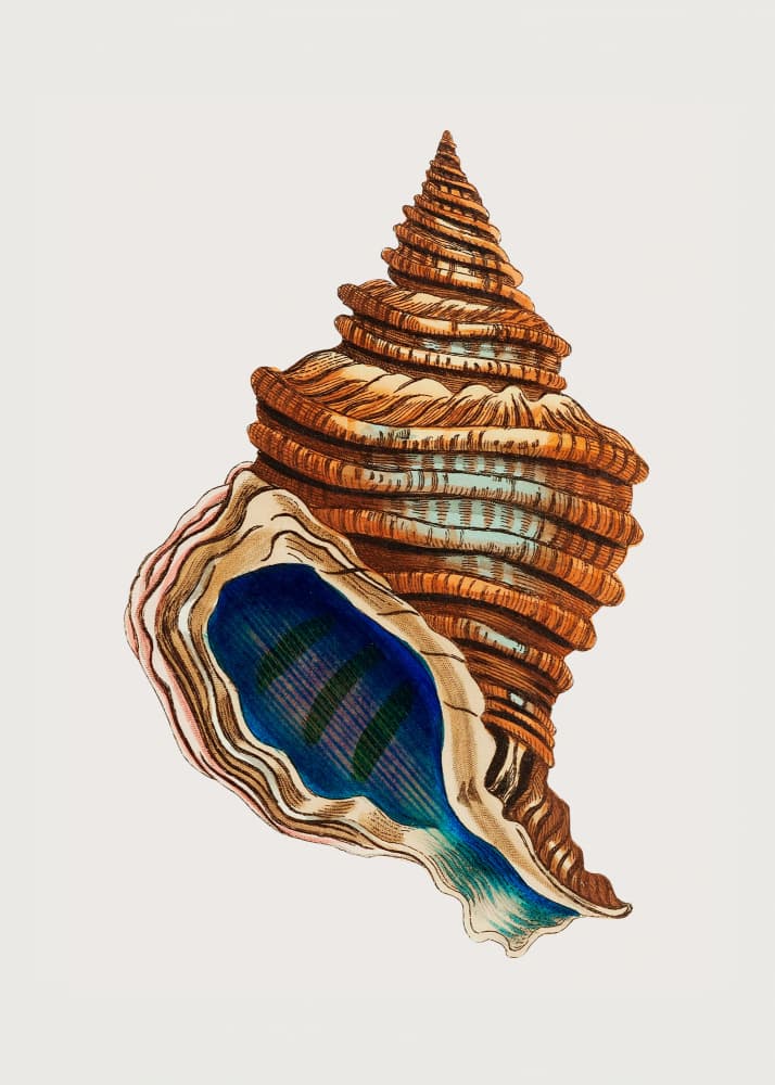 Shell Club Shaped by George Shaw — canvas wall art