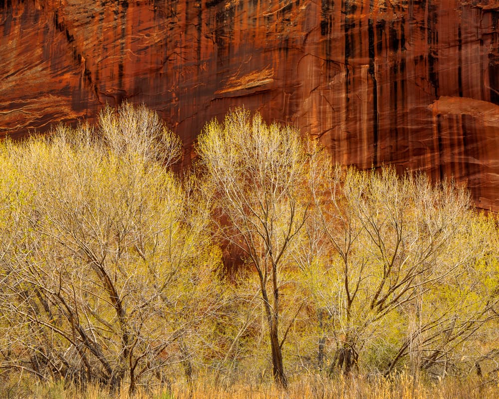 Golden Spring Canyon by John Fan — canvas wall art