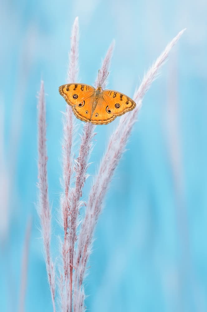 Vibrant Orange Butterfly by Edy Pamungkas — canvas wall art