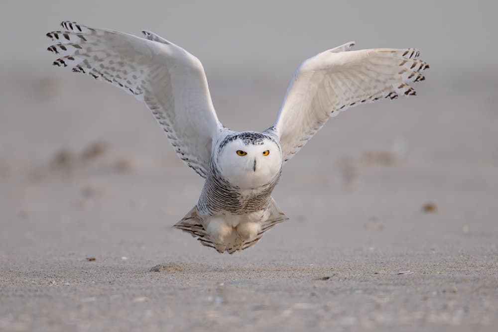 Snowy Owl In Flight by Johnny Chen — canvas wall art