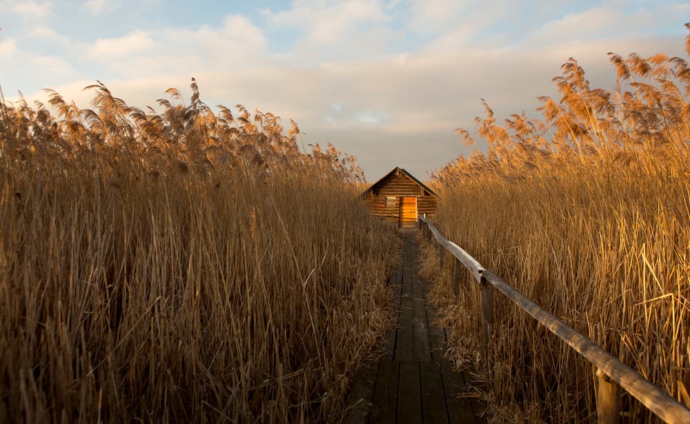 Golden Reeds Cabin Path by Irma Warth — canvas wall art