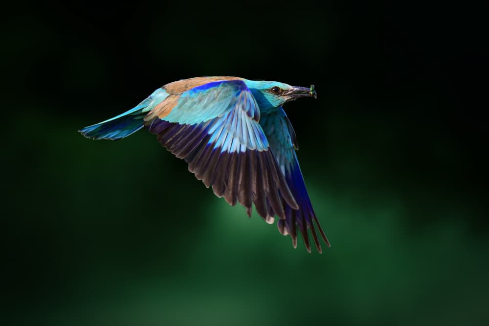 Vibrant Roller in Flight by Rob Li — canvas wall art