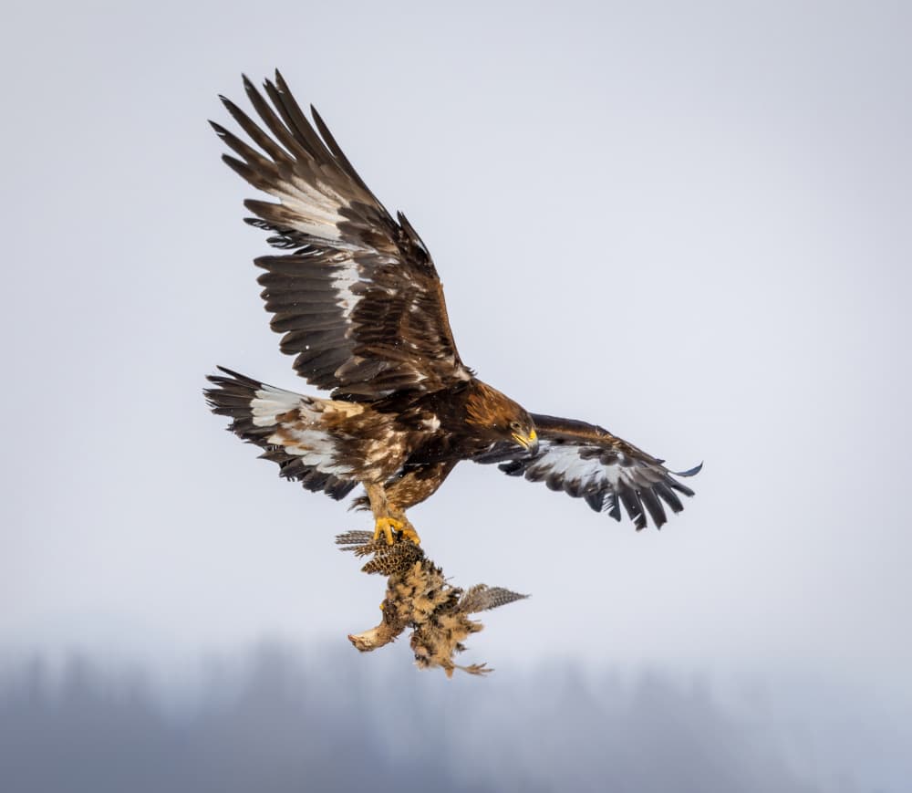 Golden Eagle Hunter by Irene Wu — canvas wall art