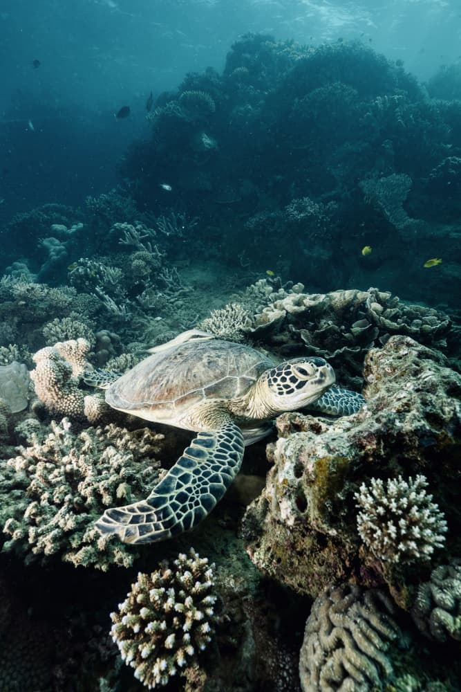 Sea Turtle on Coral Reef by Serge Melesan — canvas wall art