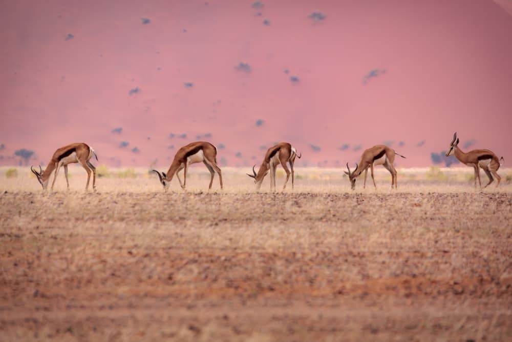 Springboks Under Pink Sky by Franco Farinati — canvas wall art