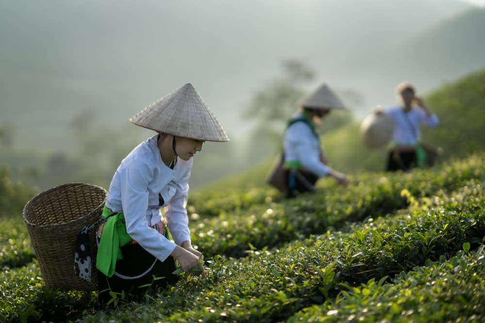 Morning Tea Harvest by Sarawut Intarob — canvas wall art