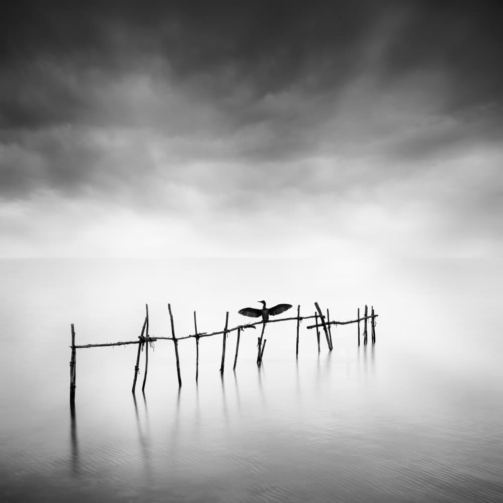 Moody Cormorant On Water by George Digalakis — canvas wall art