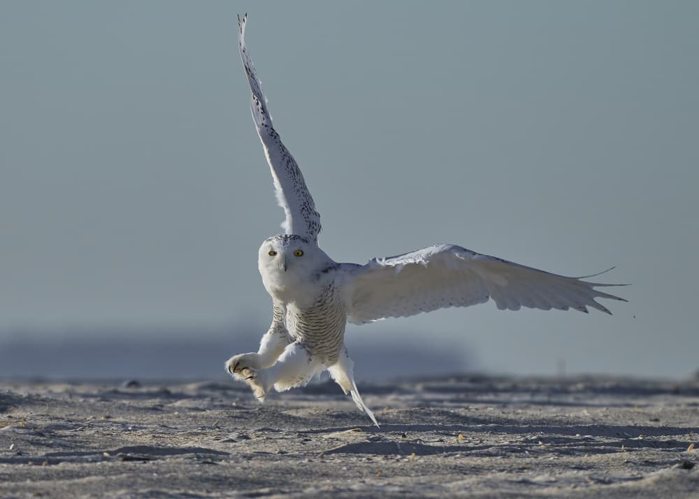 Majestic Snowy Owl Flight by Johnny Chen — canvas wall art