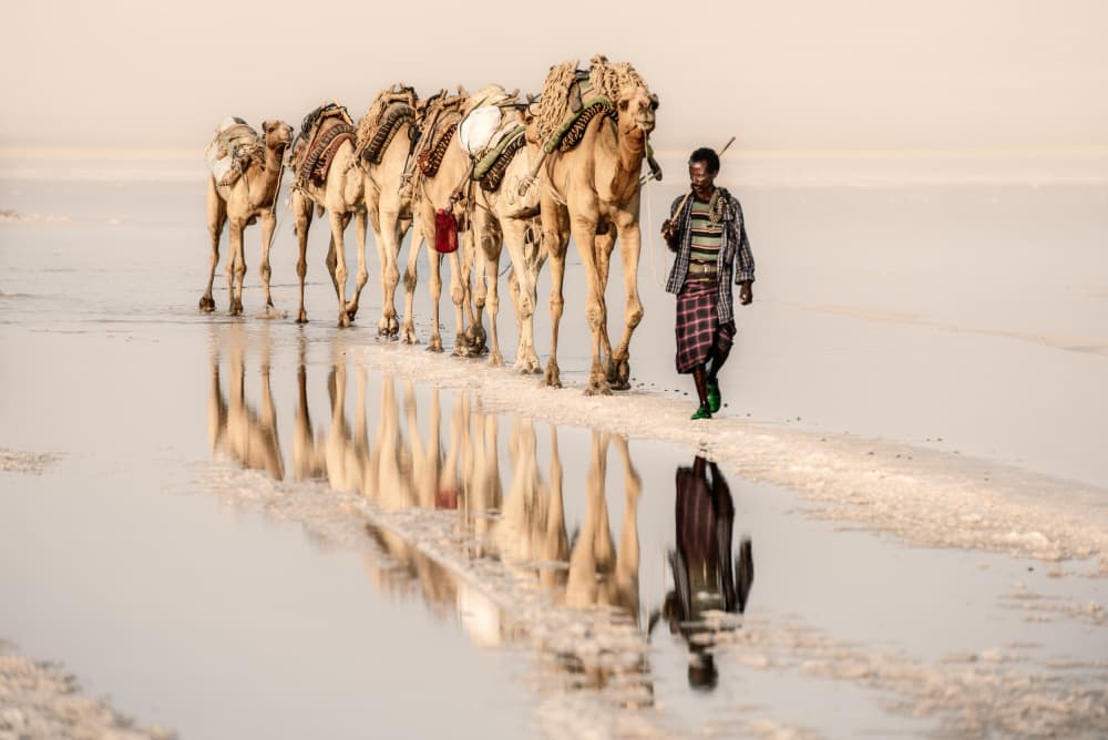 Camels On Salt Flat by Trevor Cole — canvas wall art
