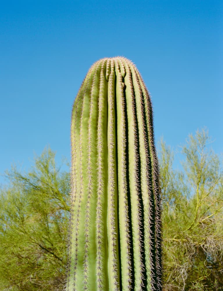 Saguaro Under Blue Sky by Bethany Young — canvas wall art