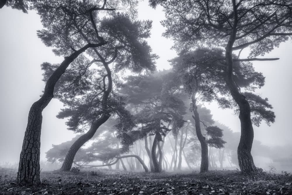 Misty Pine Forest by Tiger Seo — canvas wall art