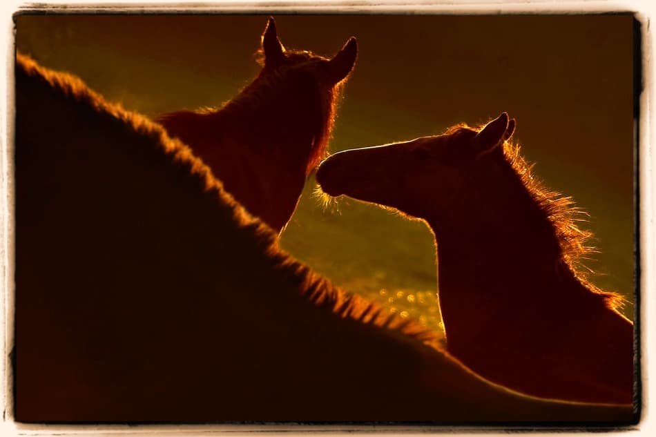 Mare and Foal Golden Glow by Milan Malovrh — canvas wall art