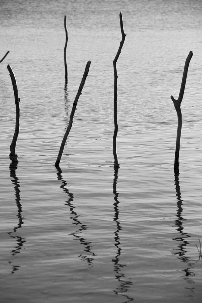 Sticks and Shadows by Shot by Clint — canvas wall art