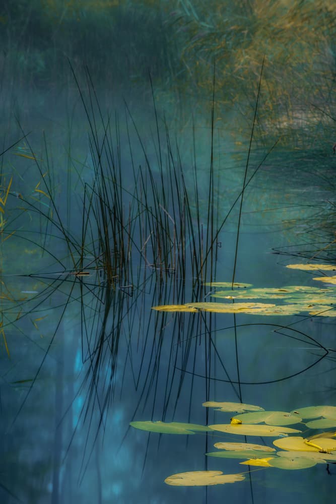 Tranquil Reeds and Lily Pads by Andreas Agazzi — canvas wall art