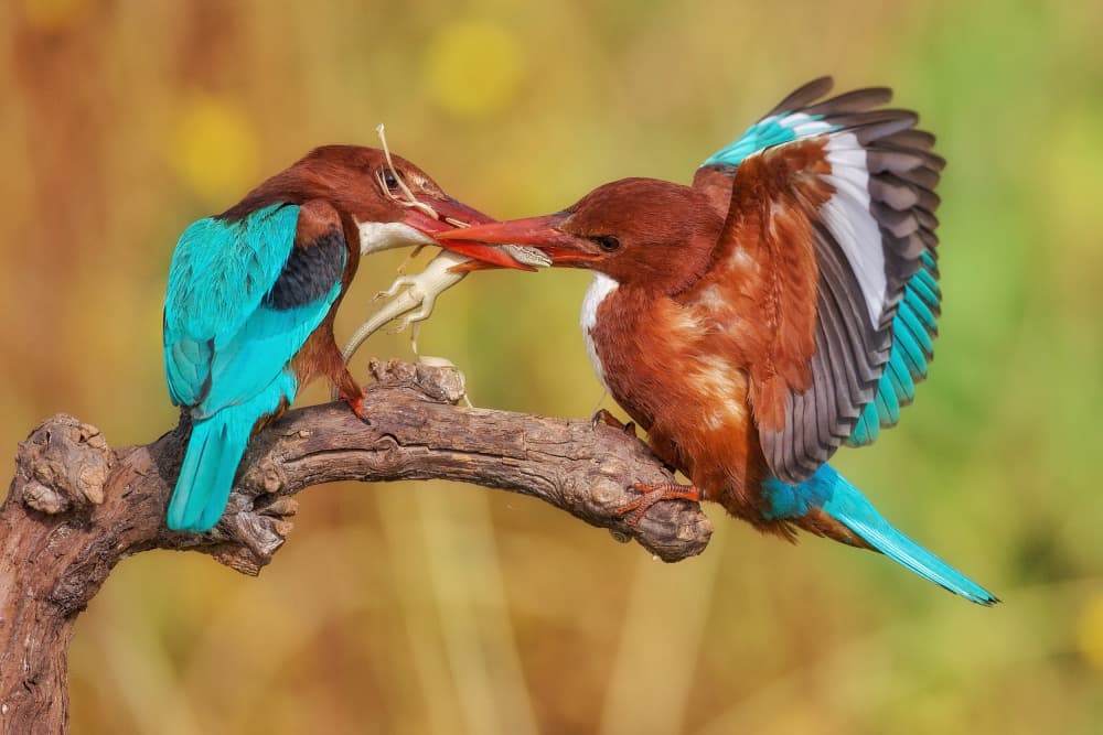 Vibrant Kingfishers Feeding by David Manusevich — canvas wall art