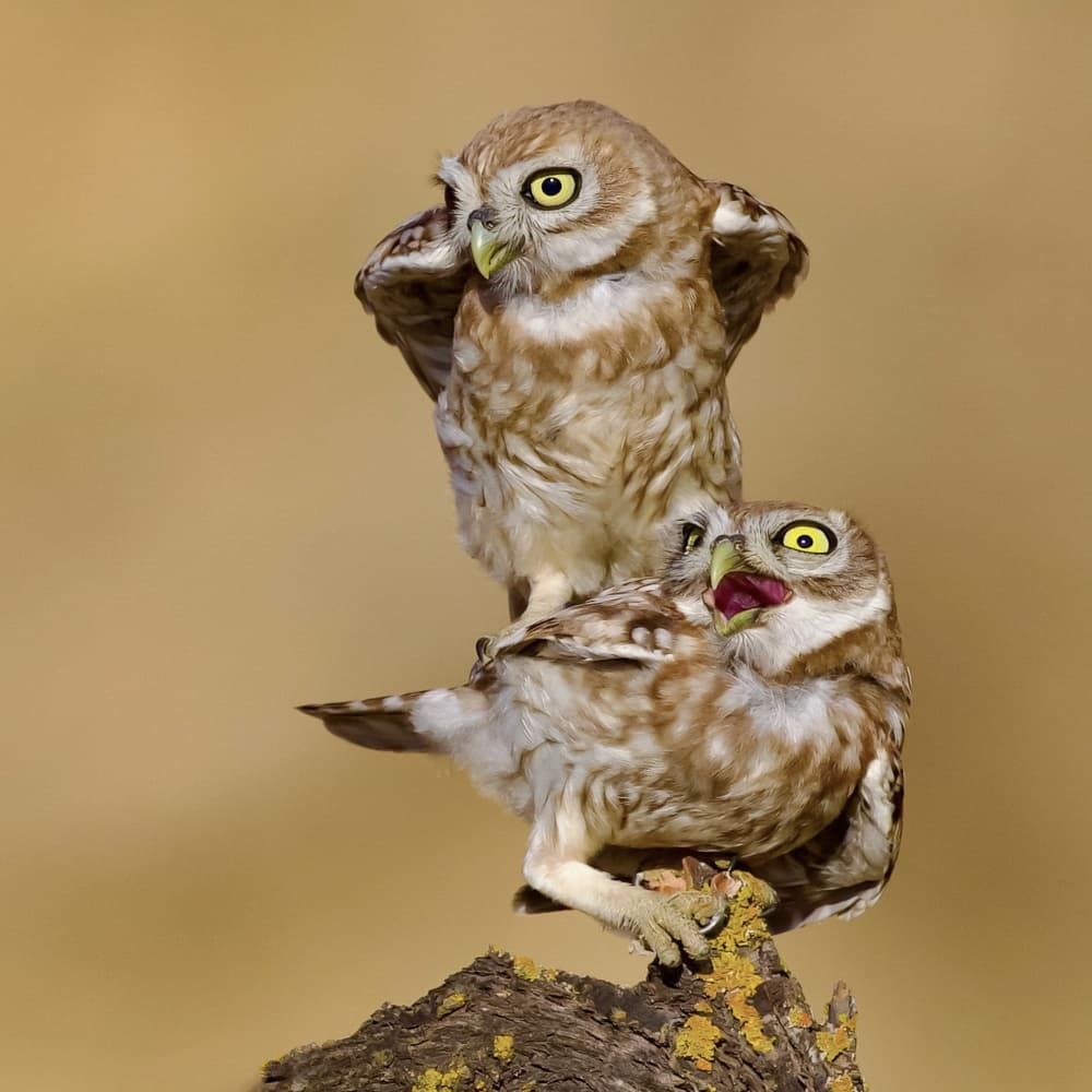 Surprised Owl Antics by David Manusevich — canvas wall art