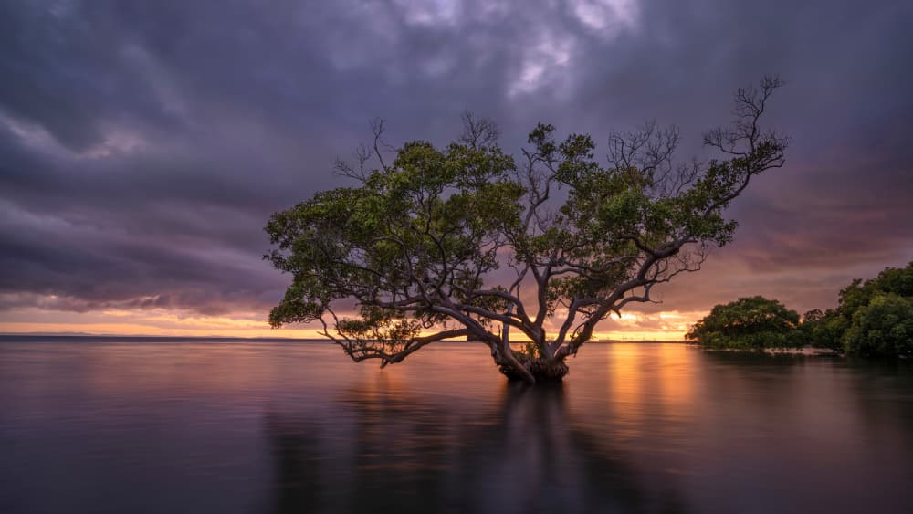 Solitary Tree Sunset by Emanuel Papamanolis — canvas wall art