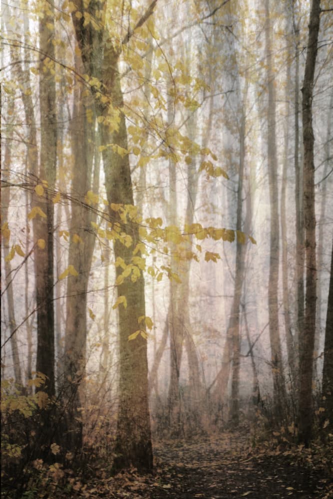 Misty Autumn Path by Christina Sillen — canvas wall art