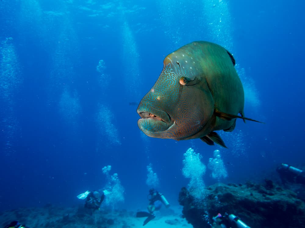 Majestic Humphead Wrasse by Ilan Ben Tov — canvas wall art