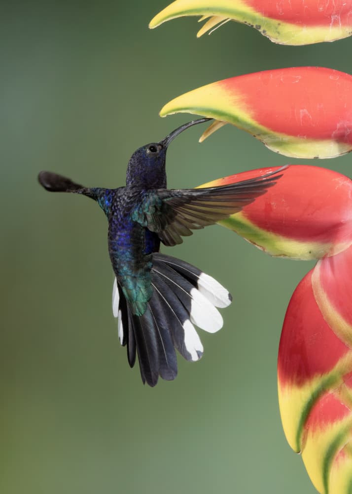 Hummingbird Heliconia Bloom by Sheila Xu — canvas wall art