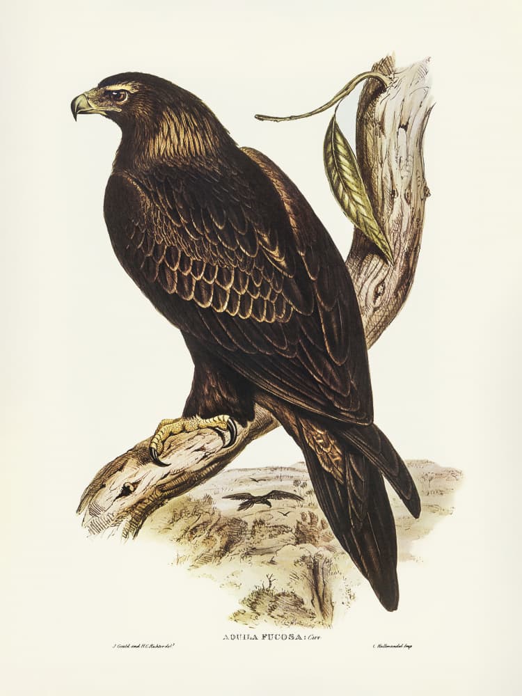 Wedge Tailed Eagle by Elizabeth and John Gould — canvas wall art