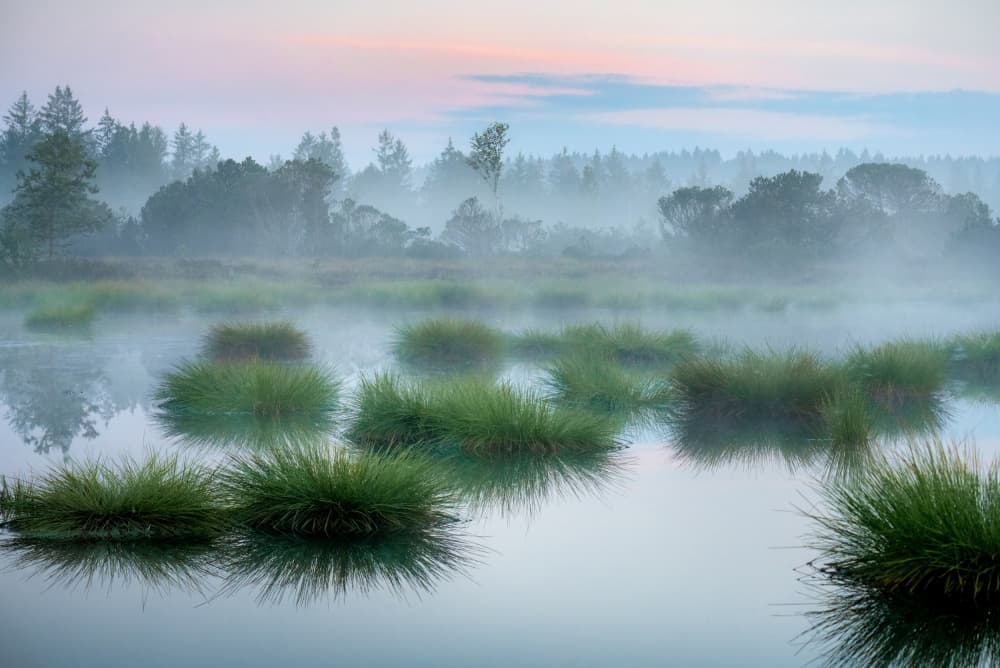 Misty Morning Marsh by Ulrike Eisenmann — canvas wall art