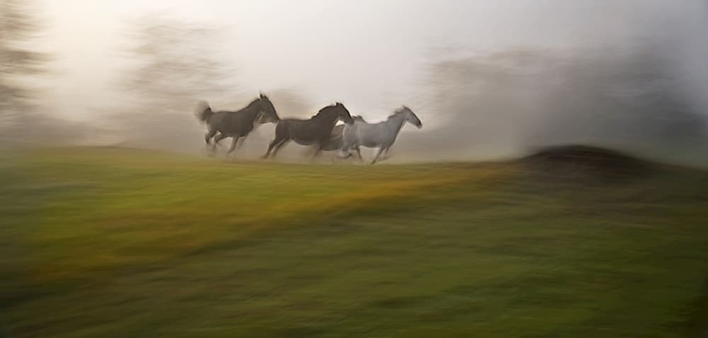 Galloping Through the Mist by Milan Malovrh — canvas wall art