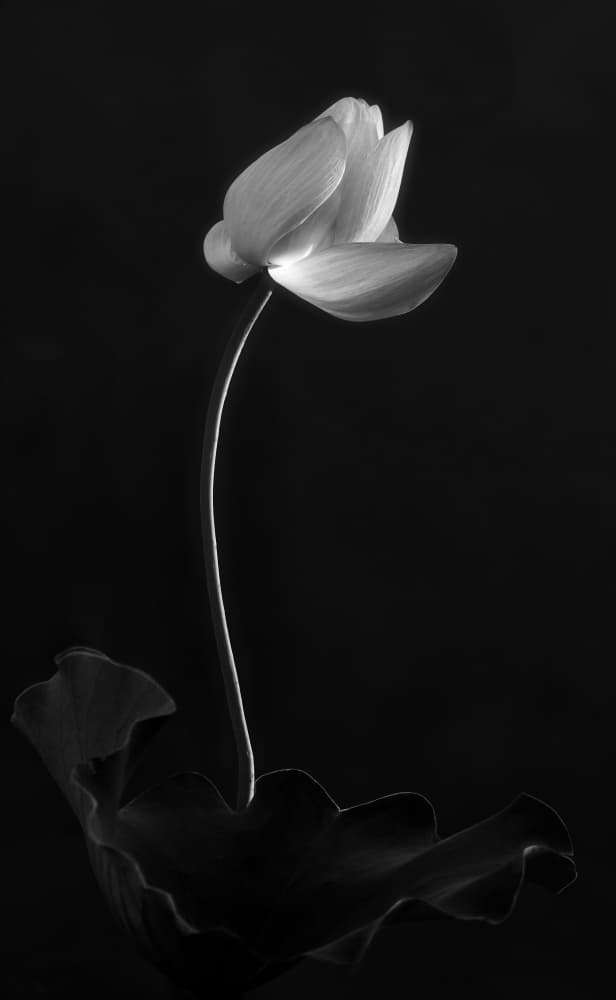 Graceful Lotus Bloom by Aidong Ning — canvas wall art