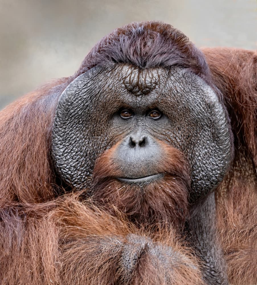 Thoughtful Orangutan Portrait by Jane Lyons — canvas wall art