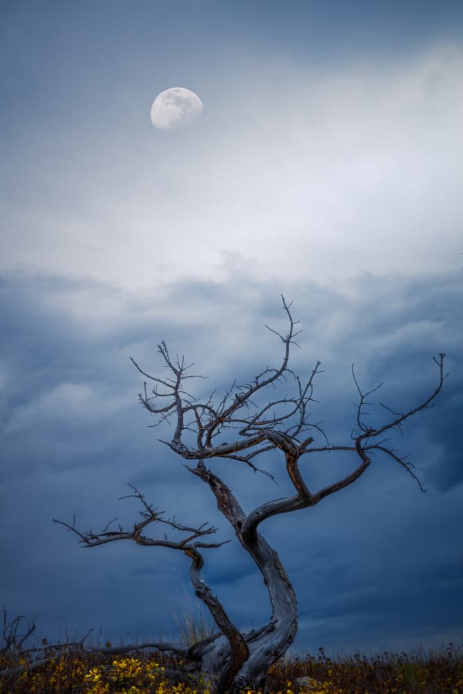 Mystical Moon and Bare Tree by Alex Zhao — canvas wall art
