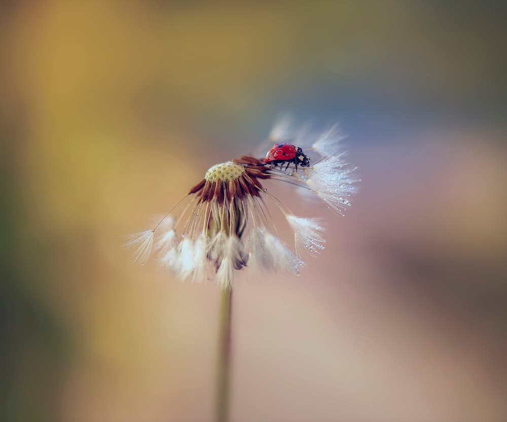 Ladybug on Dewy Dandelion by Judy Tseng — canvas wall art
