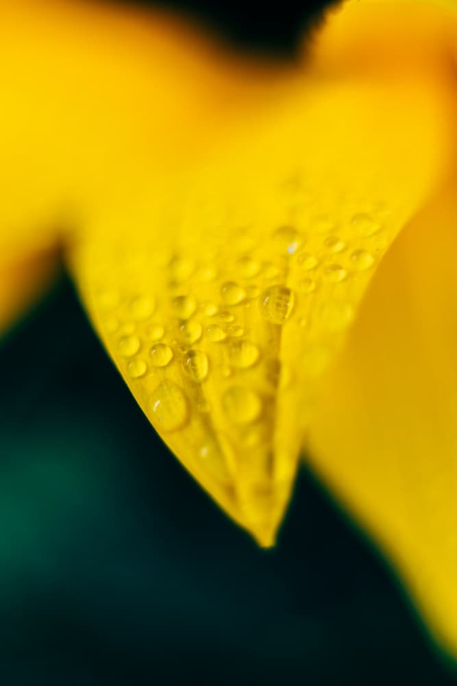 Dewy Yellow Petal by Javier Pardina — canvas wall art
