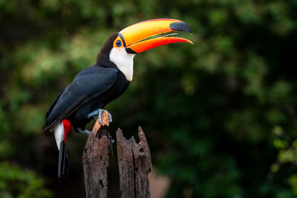 Vibrant Toucan Perched by Massimo Felici — canvas wall art