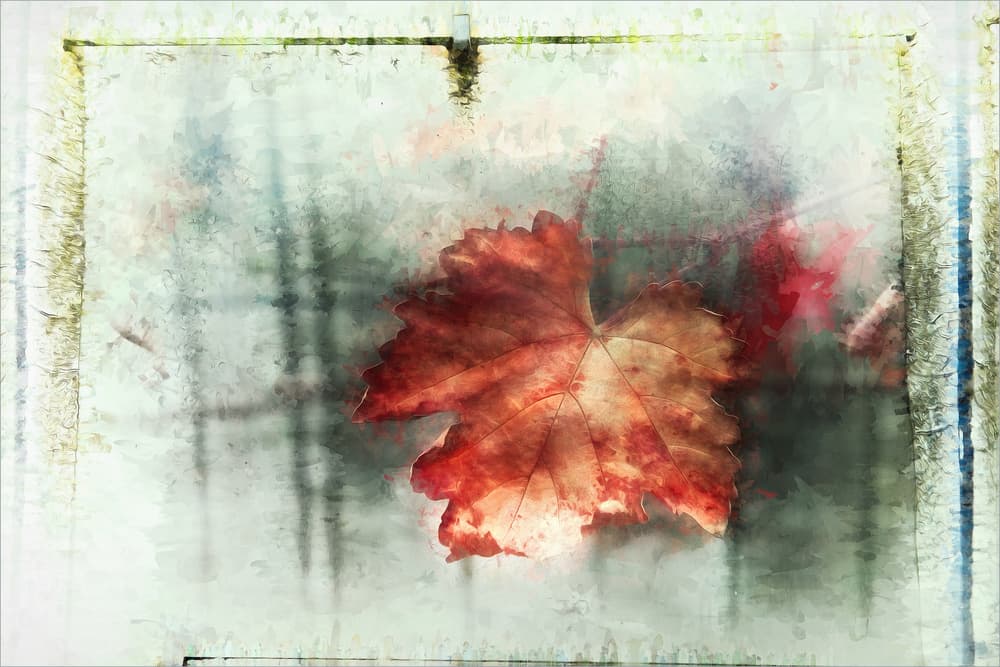 Autumn Leaf Serenity by Gilbert Claes — canvas wall art